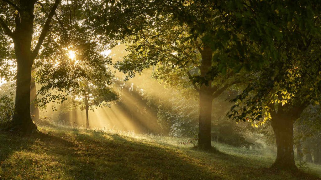 fond-foret